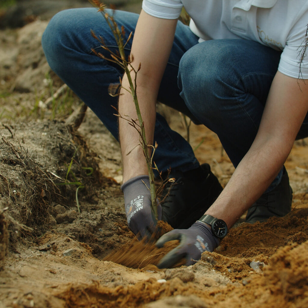 Đôi tay trồng cây con – phục hồi rừng