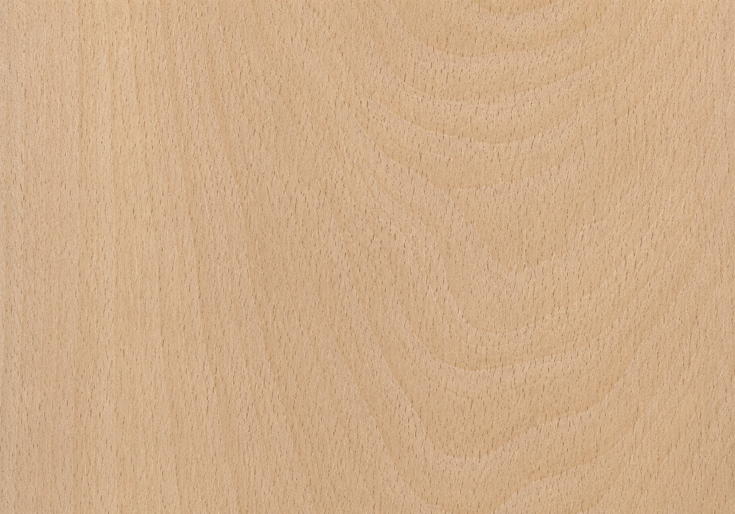 BEECH